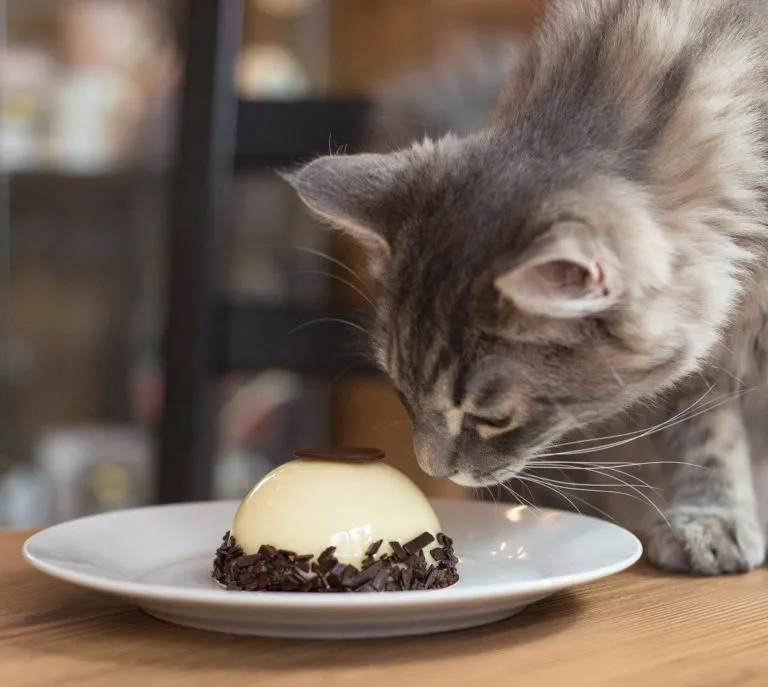 BookNoFees: Café – Cat Café – Budapest – Katzencafé, Foto 1