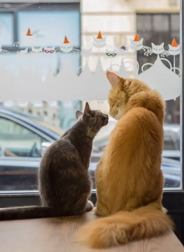 BookNoFees: Café – Cat Café – Budapest – Katzencafé, Foto 2